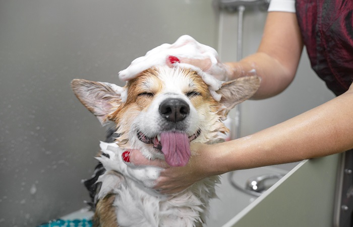 Hydro Bath Service In Goa