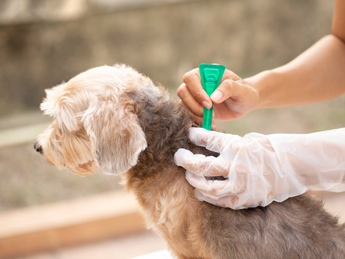 Dog Tick & Flea Treatment Services in Goa