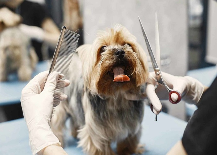 Pet DeMatting Service In Goa