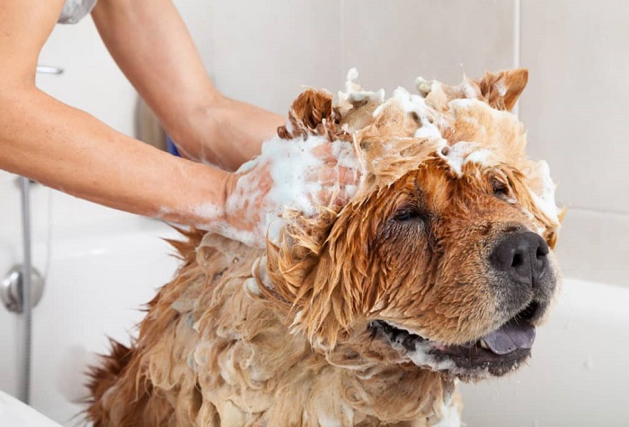 Pet Hair Conditioning Service In Goa