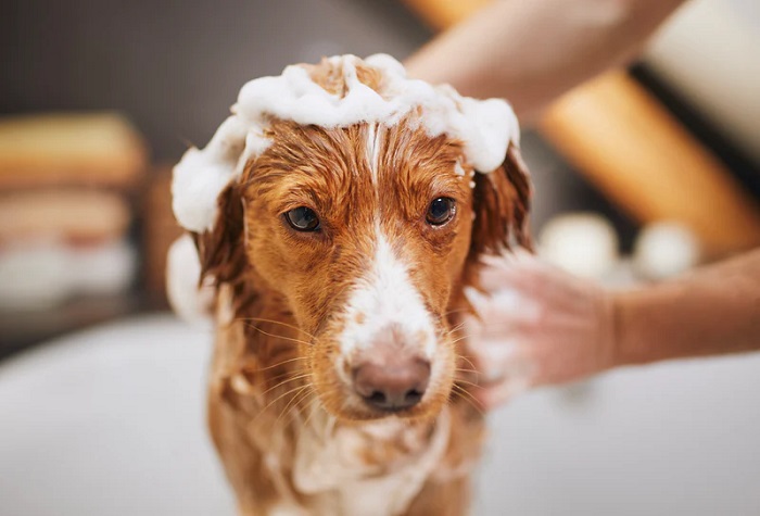 Pet Hair Conditioning Service In Goa