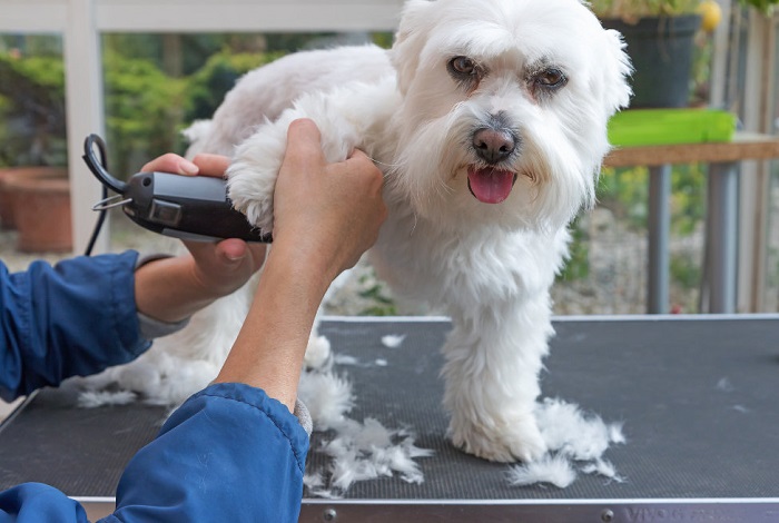 Pet Furminator Treatment Service In Goa