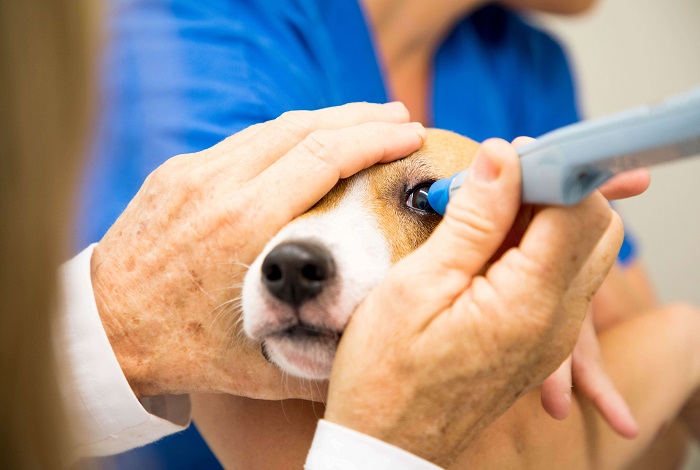 Pet Eye Care In Goa, Pet Ear Care In Goa, Pet Ear Plucking In Goa