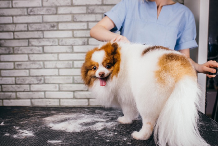 Pet Grooming In Goa