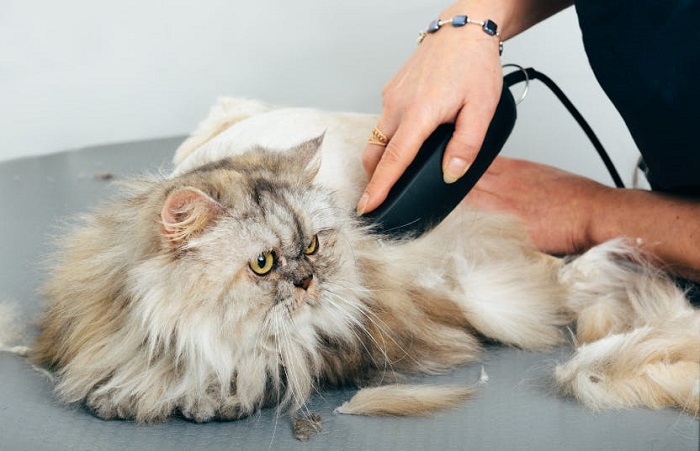 Cat Grooming in Goa