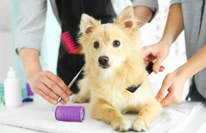 Pet Health Grooming In Goa